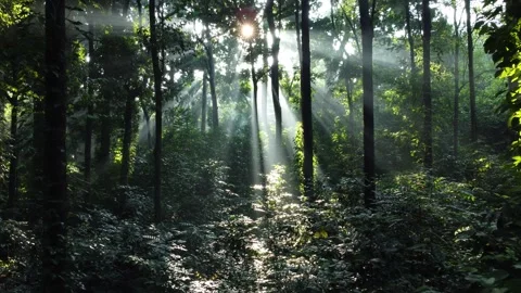 Video of the Sun Shining Through the Young Leaves of Trees in a Mountain Forest Stock Footage 277100965