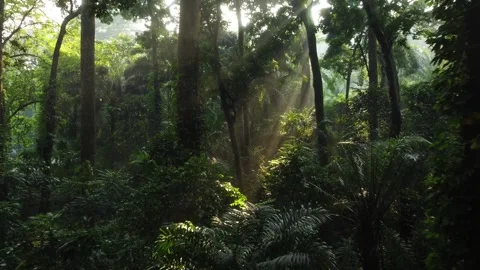 Video of the Sun Shining Through the Young Leaves of Trees in a Mountain Forest Stock Footage 277104062