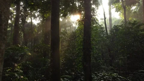 Video of the Sun Shining Through the Young Leaves of Trees in a Mountain Forest Stock Footage 277104220