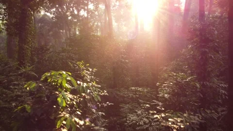 Video of the Sun Shining Through the Young Leaves of Trees in a Mountain Forest Stock Footage 277108992