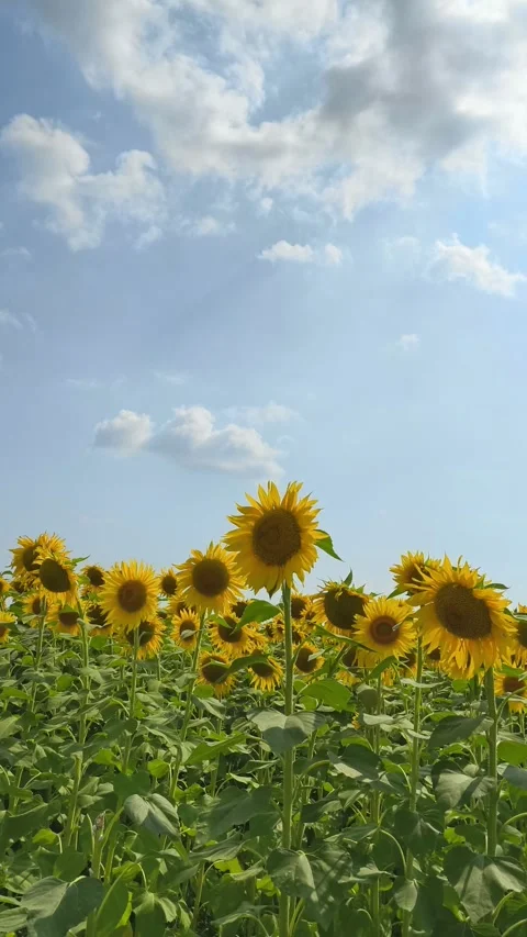 A video of a sunflower field filmed vertically, with a blue sky and clouds 스톡 동영상 336849219