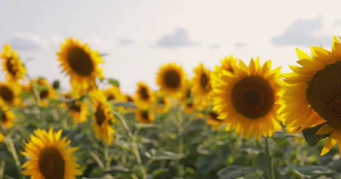 Video of a sunflower field. Stock Footage 136881105