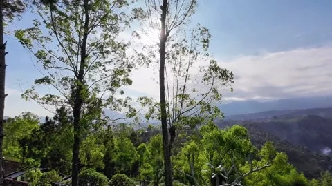 Video of Sunlight Among the Shady Trees on the Tops of the Mountains Stock Footage 245996301