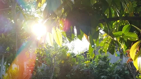 Video of sunlight behind the trees 库存影片 247532683