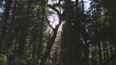 Video Of Sunlight Streaming Through Trees In Forest Video stock 79655464