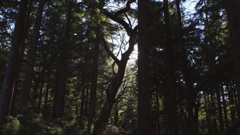 Video Of Sunlight Streaming Through Trees In Forest Stock Footage 79655468