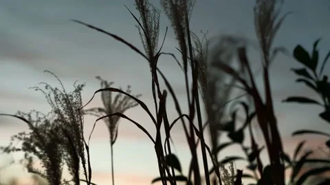 Video of sunset in the grass Stock Footage 229588296