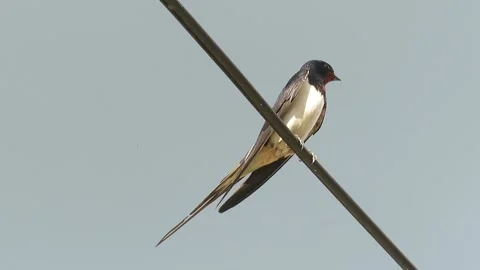 Video with a swallow on an electric cable in Romania Stock Footage 340476825