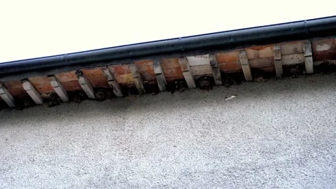 Video of swallows Stock Footage 134847527