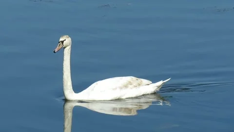 Video with a swan on water Stock Footage 332979756