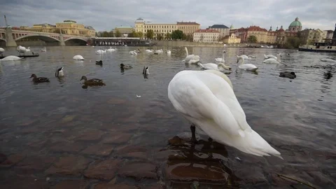Video of swans in Prague Video stock 82944160