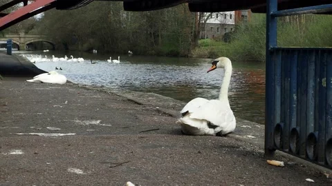 A video of swans sitting on the river walking path on the River Soar, Leicester. Video stock 238766566