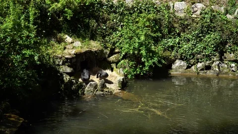 Video of swens in the park Stock Footage 88955065