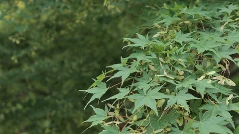 Video of swinging branch of maple tree, with fresh summer leaves. Stock Footage 338415459