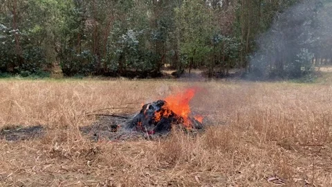 Video of things burning in a wheat field. Stock Footage 250726413