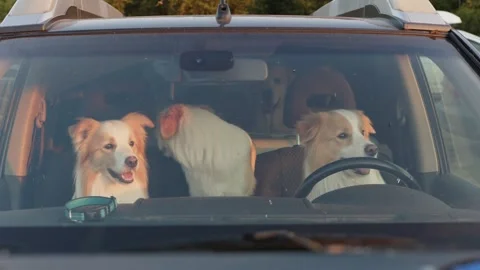 Video of three Border Collie dogs sitting in a car and looking through the Stock Footage 241043391