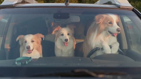 Video of three Border Collie dogs sitting in a car and looking through the Stock Footage 246153394