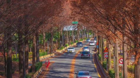Video time lapse 4k traffic road pine trees autumn in Gangnam Seoul South Korea Stock Footage 228441947