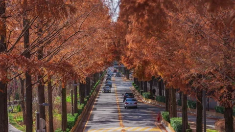 Video time lapse 4k traffic road pine trees autumn in Gangnam Seoul South Korea Stock Footage 228443568