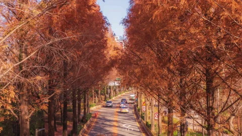 Video time lapse 4k traffic road pine trees autumn in Gangnam Seoul South Korea Stock Footage 228443765