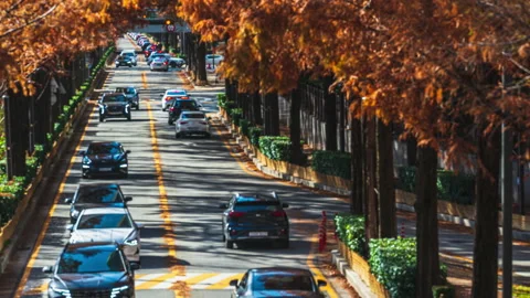 Video time lapse 4k traffic road pine trees autumn in Gangnam Seoul South Korea Stock Footage 228444033
