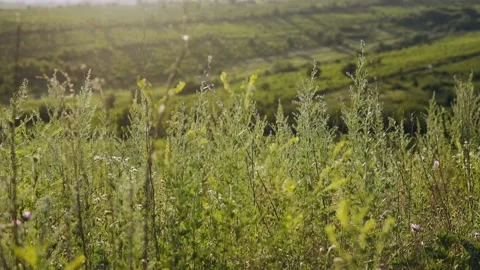 Video time lapse with blades of grass in the middle of a field. Crop frame with Stock Footage 136465782