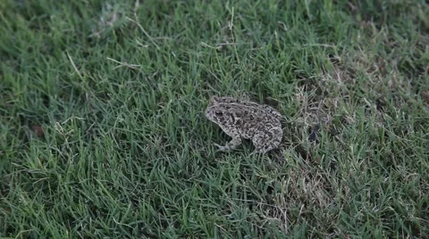 Video of a Toad in grass. Stockbeeldmateriaal 67222228