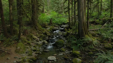 Video tour of a small rain forest creek in the North Cascade mountains.  Stock Footage 157407682