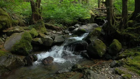 Video tour of a small rain forest creek in the North Cascade mountains.  Stock Footage 157408261