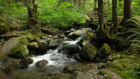 Video tour of a small rain forest creek in the North Cascade mountains.  Stock Footage 157409356