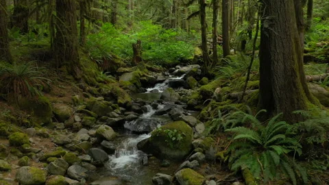 Video tour of a small rain forest creek in the North Cascade mountains.  Stock Footage 157409494