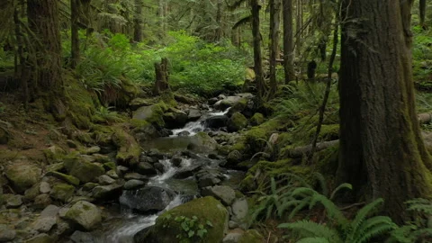 Video tour of a small rain forest creek in the North Cascade mountains.  Stock Footage 157410231