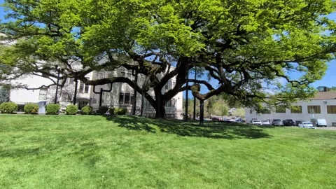 Video of towering mature tree supported by metal poles on vivid green grass Stock-Footage 335249632