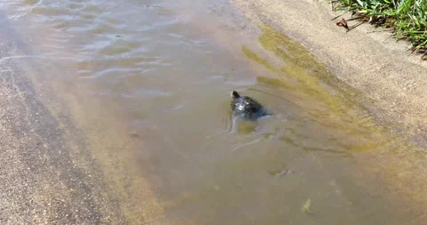 Video tracking of a juvenile red ear slider turtle swimming upstream Stock Footage 339384182