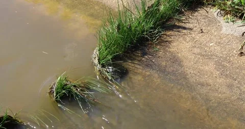 Video tracking of a juvenile red ear slider turtle swimming upstream and Stock Footage 339385016