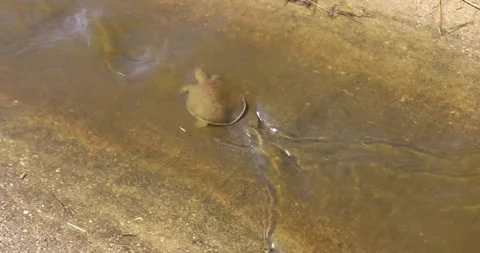 Video tracking of a juvenile spiny softshell turtle swimming upcurrent Stock Footage 339241936