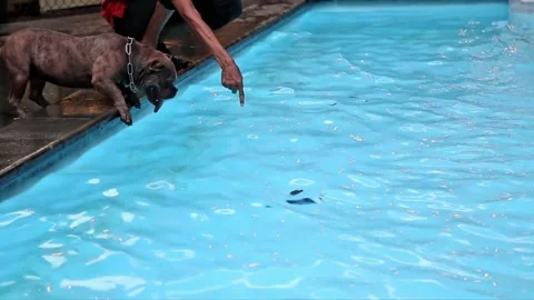 Video of training a dog to dive and retrieve a ball Stock Footage 300445466