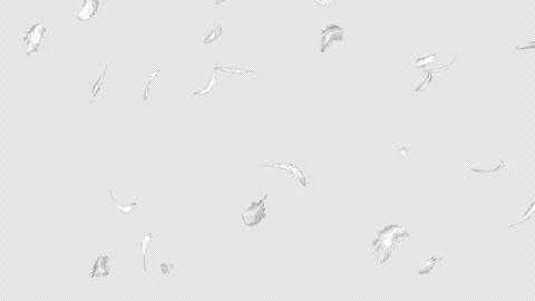 A video with a transparent background showing white feathers repeatedly falling  Stock Footage 330983215