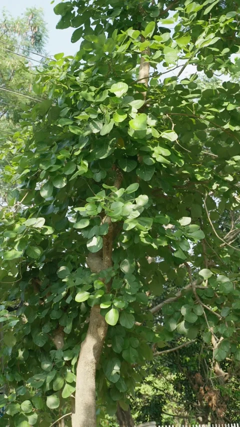 Video of a tree filled with round-shaped green leaves, moving by the gentle wind Stock Footage 292355334