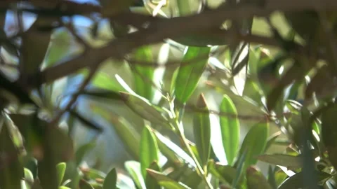Video of a tree Stock Footage 138901882