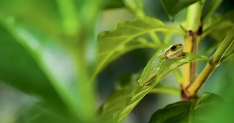 Video of a tree frog on grass. Stock Footage 195922527