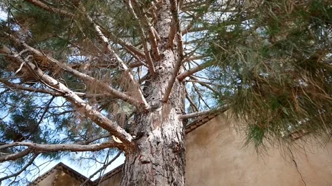 Video of Tree in Marathon Texas Spinning Stock Footage 138681624