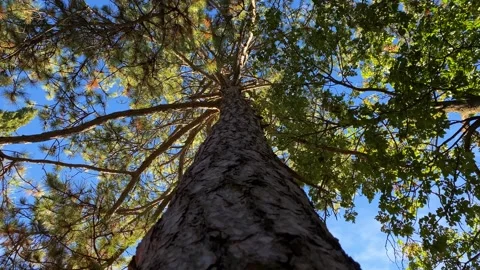 Video of a tree trunk with a view from below Stock Footage 255066607