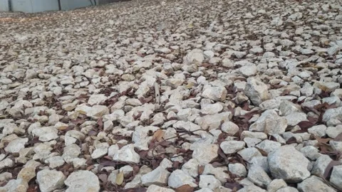 Video of Trees Stock Footage 136182901