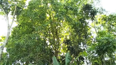 Video of trees, full color. Stock Footage 242097950
