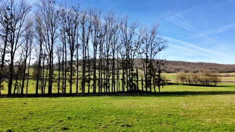 Video of trees planted in rows on green countryside 動画素材 314906728
