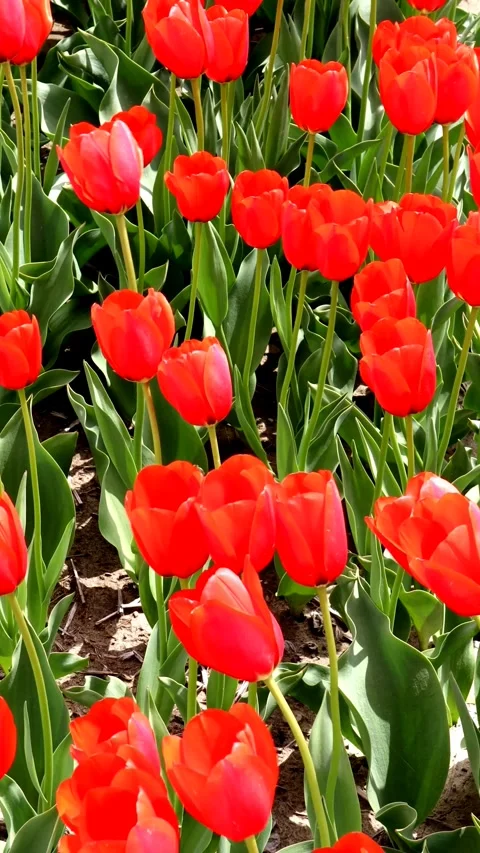 Video of tulips swaying in the wind Video stock 335128889