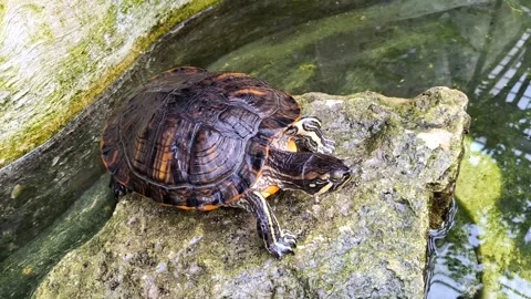 Video of a turtle sitting on a rock. 4K Stock Footage 307715259