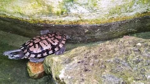 Video of a turtle trying to climb a rock. 4K Stock Footage 307715252