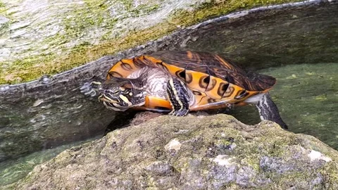 Video of a turtle trying to climb a rock. 4K Stock Footage 307715254